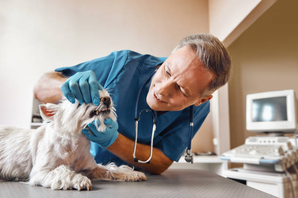 Best Same-Day Emergency Dental Services in Lake Lakengren, OH